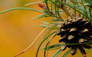 Preview wallpaper cone, needles, branches, macro