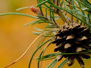 Preview wallpaper cone, needles, branches, macro