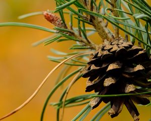 Preview wallpaper cone, needles, branches, macro