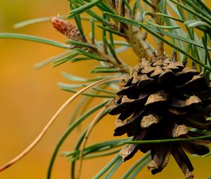 Preview wallpaper cone, needles, branches, macro