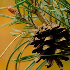 Preview wallpaper cone, needles, branches, macro