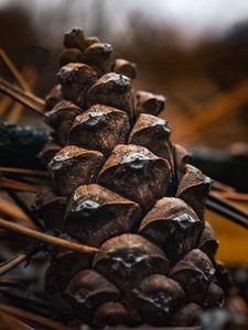 Preview wallpaper cone, needles, macro