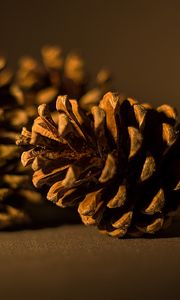 Preview wallpaper cone, pine, macro