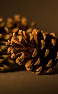 Preview wallpaper cone, pine, macro