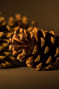 Preview wallpaper cone, pine, macro