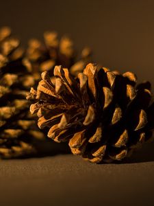 Preview wallpaper cone, pine, macro