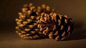 Preview wallpaper cone, pine, macro