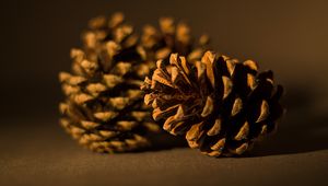 Preview wallpaper cone, pine, macro