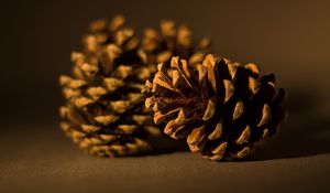 Preview wallpaper cone, pine, macro