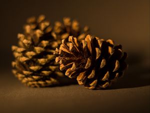 Preview wallpaper cone, pine, macro