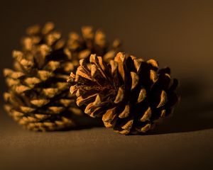 Preview wallpaper cone, pine, macro