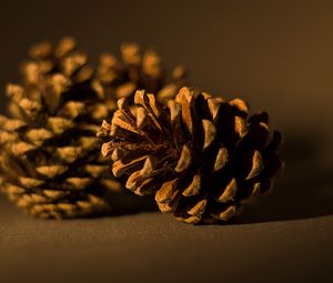 Preview wallpaper cone, pine, macro