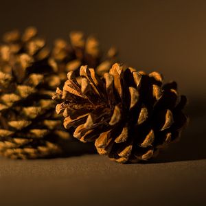 Preview wallpaper cone, pine, macro