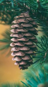 Preview wallpaper cone, spruce, blur