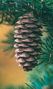 Preview wallpaper cone, spruce, blur