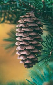 Preview wallpaper cone, spruce, blur