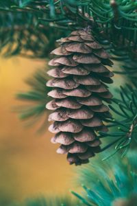 Preview wallpaper cone, spruce, blur