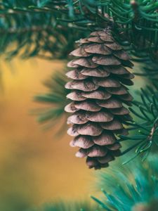 Preview wallpaper cone, spruce, blur