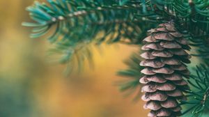 Preview wallpaper cone, spruce, blur