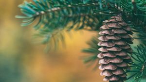 Preview wallpaper cone, spruce, blur