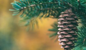 Preview wallpaper cone, spruce, blur