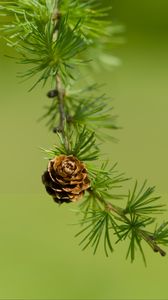 Preview wallpaper cone, spruce, branch, macro, nature