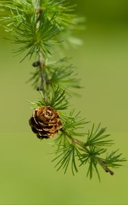 Preview wallpaper cone, spruce, branch, macro, nature