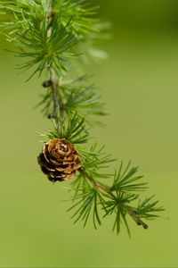 Preview wallpaper cone, spruce, branch, macro, nature