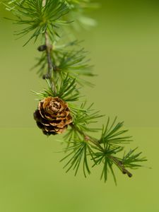 Preview wallpaper cone, spruce, branch, macro, nature