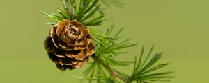 Preview wallpaper cone, spruce, branch, macro, nature