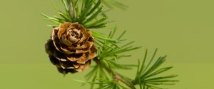Preview wallpaper cone, spruce, branch, macro, nature