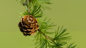 Preview wallpaper cone, spruce, branch, macro, nature