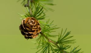 Preview wallpaper cone, spruce, branch, macro, nature