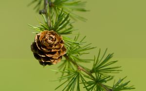 Preview wallpaper cone, spruce, branch, macro, nature