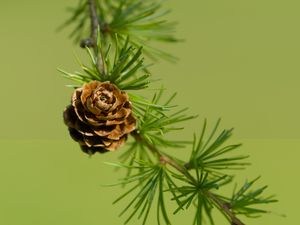 Preview wallpaper cone, spruce, branch, macro, nature