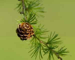 Preview wallpaper cone, spruce, branch, macro, nature
