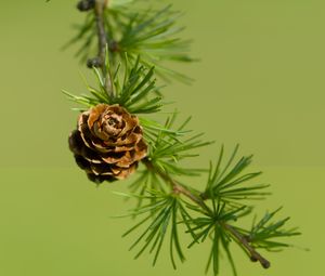 Preview wallpaper cone, spruce, branch, macro, nature