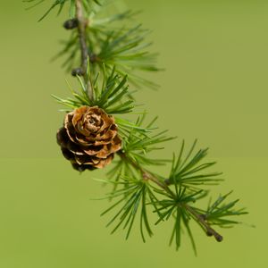 Preview wallpaper cone, spruce, branch, macro, nature