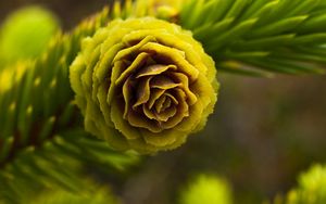 Preview wallpaper cone, spruce, bright, branch