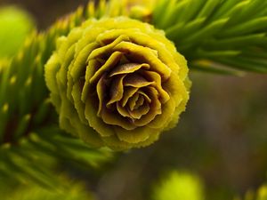 Preview wallpaper cone, spruce, bright, branch