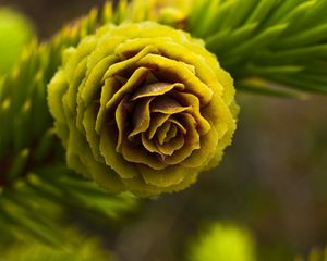 Preview wallpaper cone, spruce, bright, branch