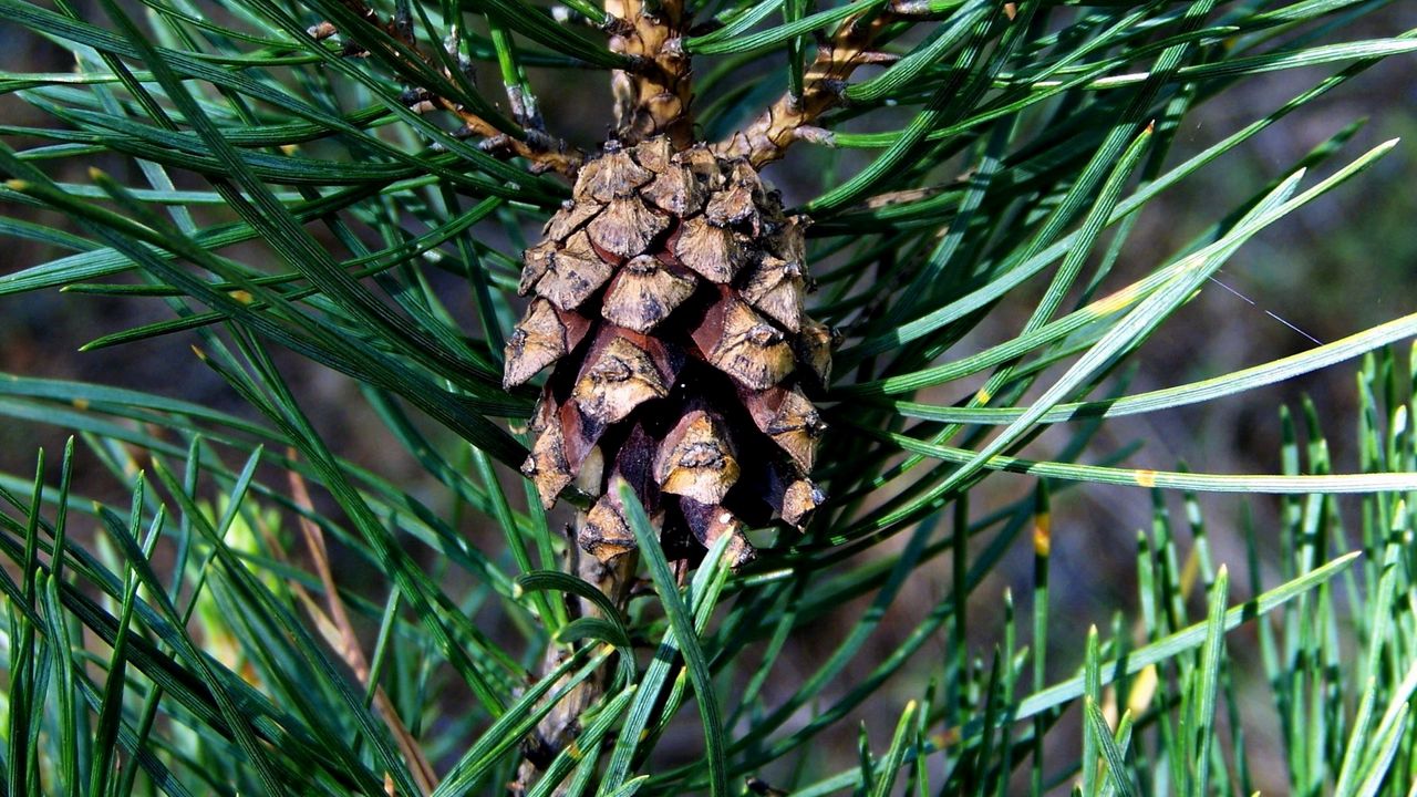 Wallpaper cone, spruce, needles, wood