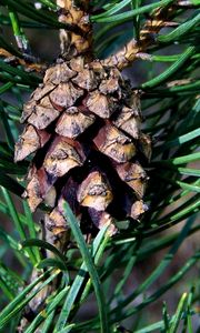 Preview wallpaper cone, spruce, needles, wood