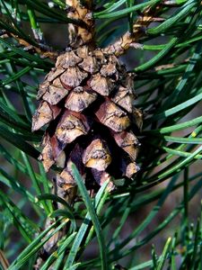 Preview wallpaper cone, spruce, needles, wood