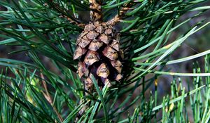 Preview wallpaper cone, spruce, needles, wood