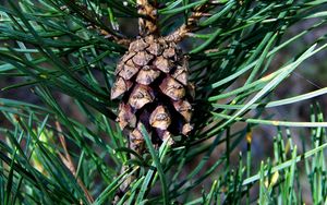 Preview wallpaper cone, spruce, needles, wood