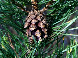 Preview wallpaper cone, spruce, needles, wood