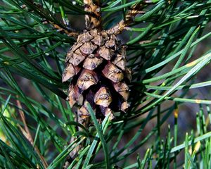 Preview wallpaper cone, spruce, needles, wood