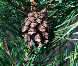 Preview wallpaper cone, spruce, needles, wood