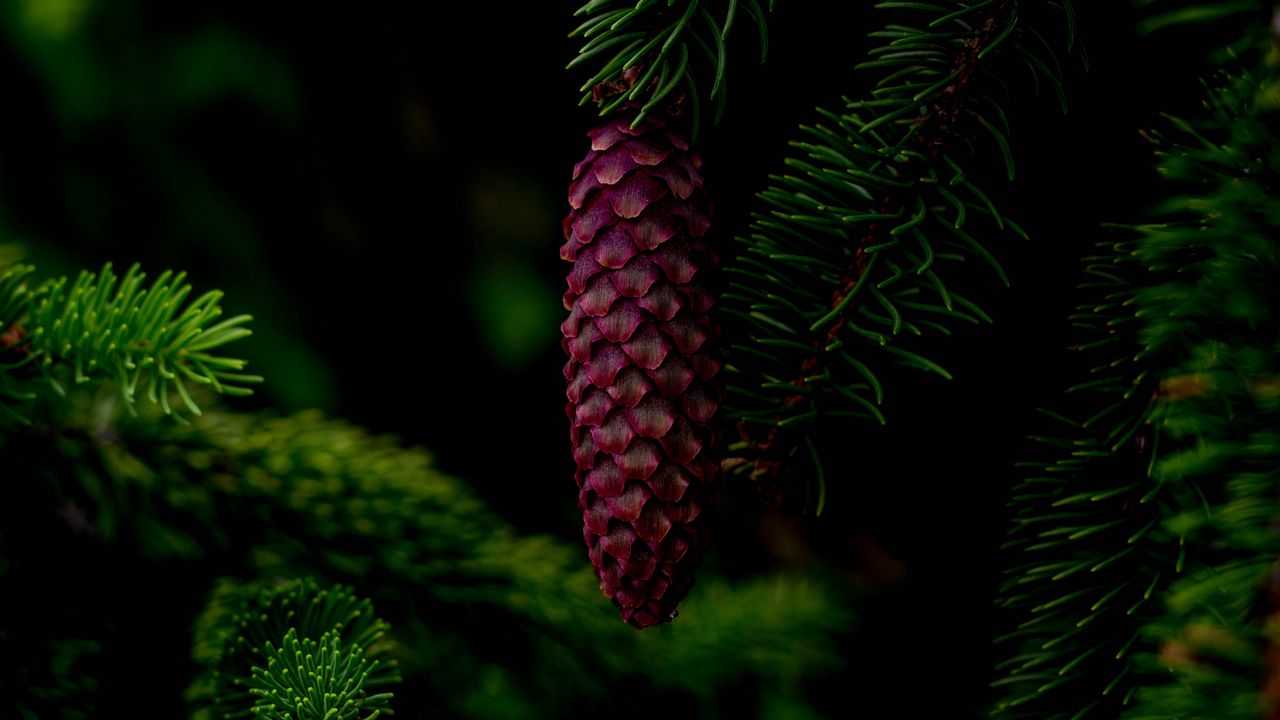 Wallpaper cone, tree, branch, needles